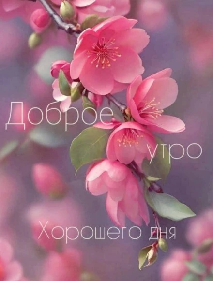 Открытка доброе утро хорошего дня